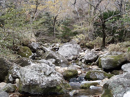 계곡이 있어 더욱 아름다운 숲 